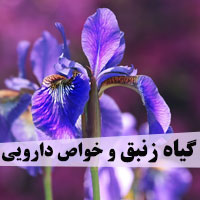 خواص زنبق برای پوست ، رحم و لاغری در طب سنتی