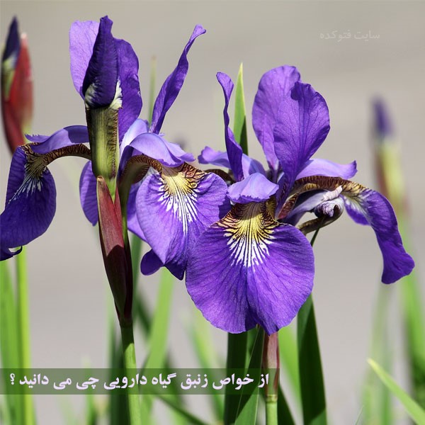 خواص گیاه زنبق برای سلامتی بدن چیست