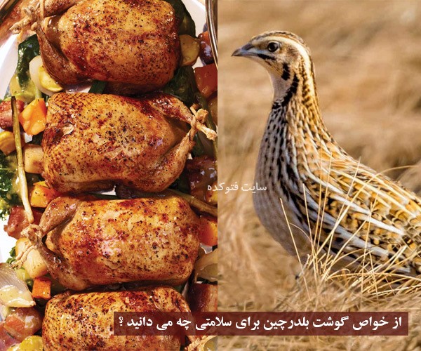 گوشت بلدرچین برای بارداری و نقرس