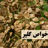 خواص گلپر برای لاغری، حافظه و پوست که نمی دانید