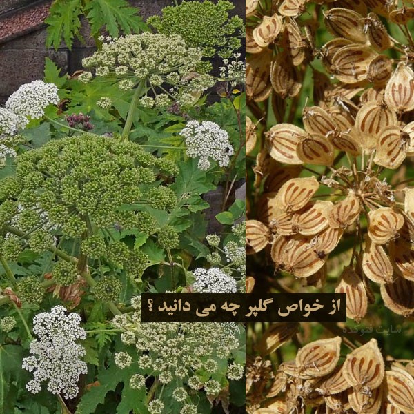 فواید گیاه گلپر در طب سنتی
