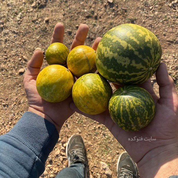 خواص هندوانه ابوجهل برای کبد چرب و لاغری و کاهش وزن