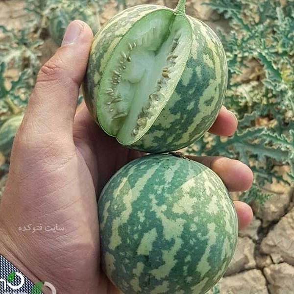 هندوانه ابوجهل در طب اسلامی و سنتی چه فوایدی دارد