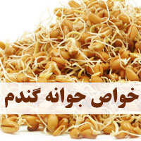 خواص جوانه گندم برای چاقی، لاغری و سلامتی