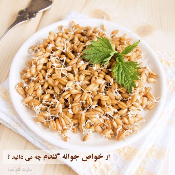 خواص جوانه گندم در بدنسازی و سلامتی