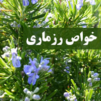 خواص رزماری برای لاغری، کبد و پوست و مو