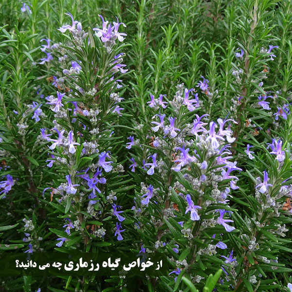 طریقه مصرف رزماری + خاصیت گیاه رزماری چیست