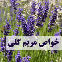 خواص مریم گلی برای لاغری، زنان، پوست و مو
