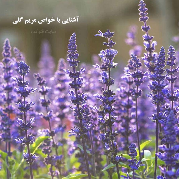 مریم گلی چه خواصی دارد